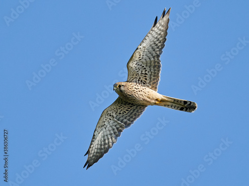 Bild auf Leinwand Common kestrel (Falco tinnunculus)