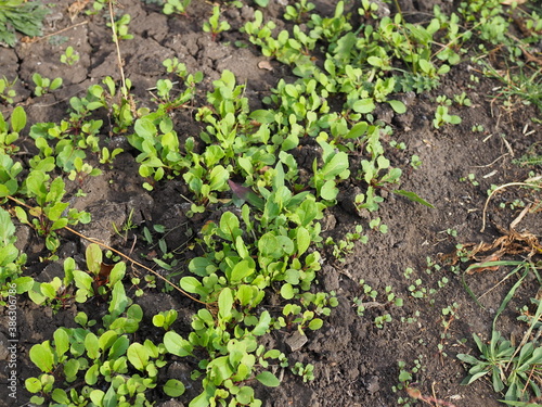 Arugula plant growing in organic vegetable garden.