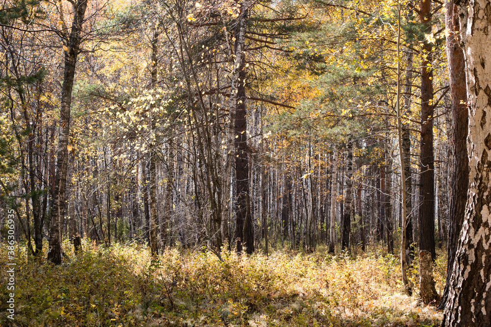 Autumn forest with fallen autumn, yellow foliage. The sun breaks through the branches of birches, aspens and green pine needles.