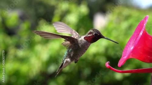 Super slow motion video of a Anna's Hummingbird (Calypte anna) at a backyard feeder.