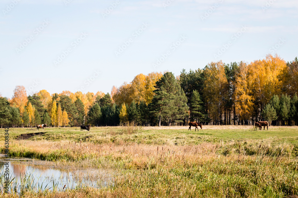Fototapeta premium Scenery. Countryside. Sunny, bright, autumn day. A meadow with old grass. In the distance there is a forest with yellow deciduous trees and green pines. Pale blue sky. In the foreground is the shore o