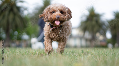 Toy Poodle Running 2