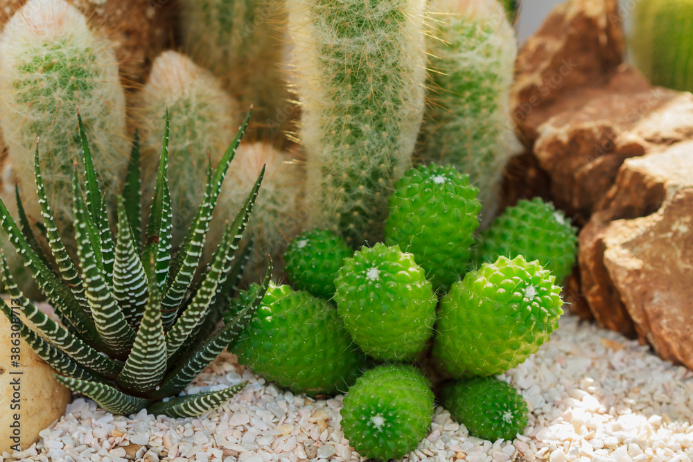 Group of small cactus plant in the cactus garden. Group of small cactus plant in the cactus garden.