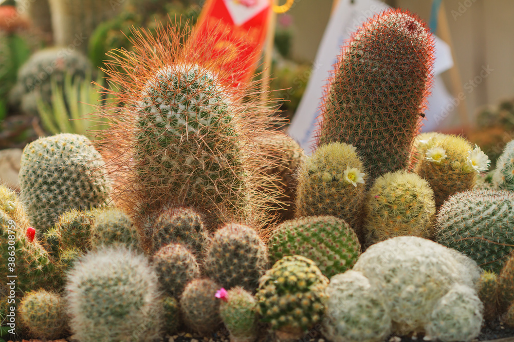 Group of small cactus plant in the cactus garden. Group of small cactus plant in the cactus garden.