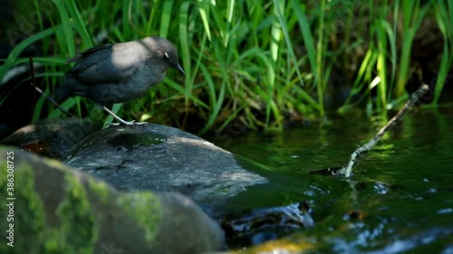 American Dipper  (Cinclus mexicanus) preening and resting in a stream in Oregon.