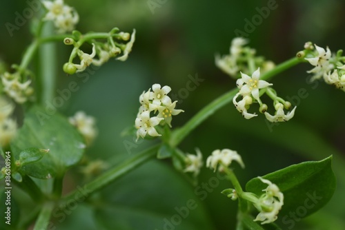 Madder (Rubia argyi)  flowers / Rubiaceae perennial vine plant. photo
