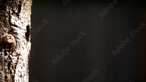 Black-capped Chickadee enters nest cavity with insect to feed its young.