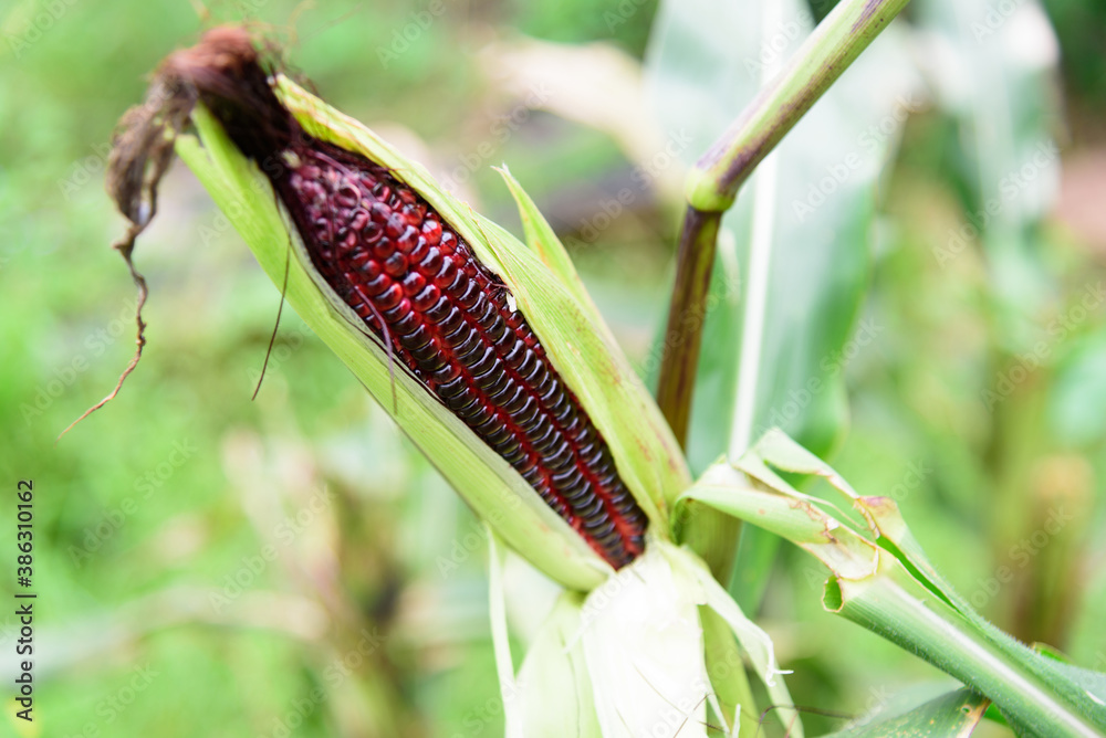 Closeup to fresh Purple corn on corn tree