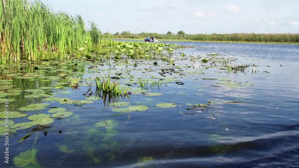 Beautiful water lilies in Danube Delta - close-up Beautiful water lilies in Danube Delta - close-up