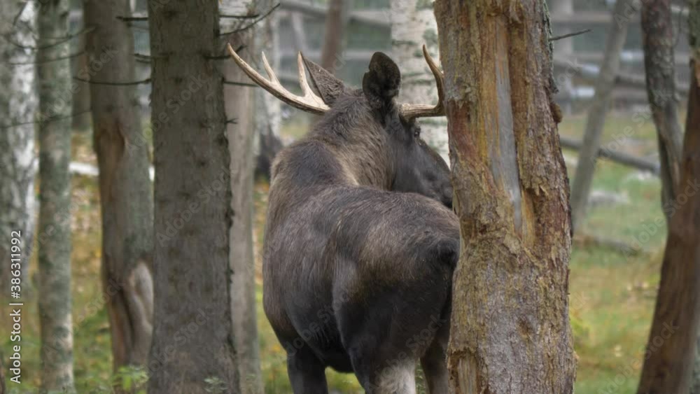 Big bull moose with giant antlers taking a dump while carefully listening for predators in the Scandinavian forest. Big bull moose with giant antlers taking a dump while carefully listening for predators in the Scandinavian forest.