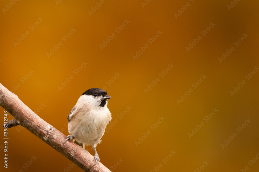 Naklejka premium mésange nonette 