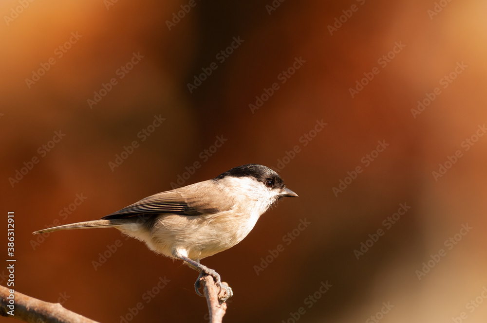mésange nonnette mésange nonnette