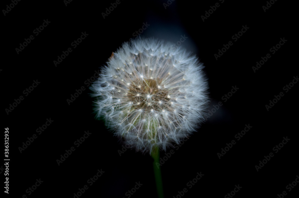 Close shot of a dandelion on black background Close shot of a dandelion on black background