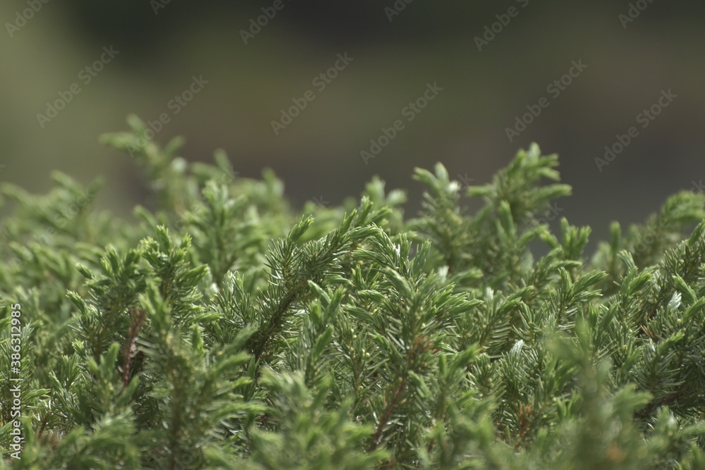 green grass background green grass background