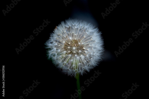 Close shot of a dandelion on black background