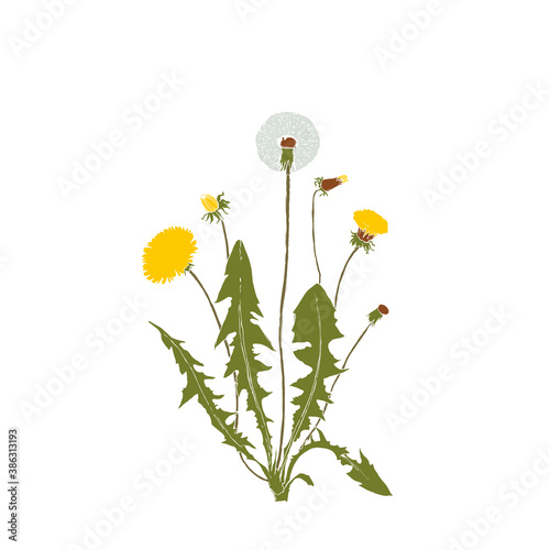 Dandelion botanical isolated illustration  hand drawn plant