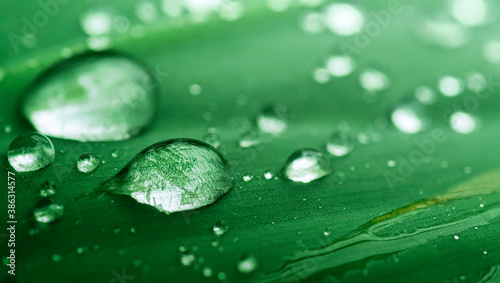 water drops on green leaf, purity nature background, macro shot