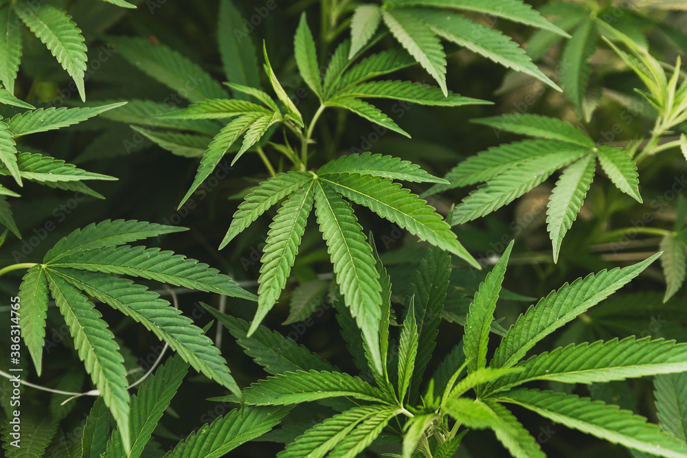 Cannabis Leaves Details at Outdoor Cannabis Farm Cannabis Leaves Details at Outdoor Cannabis Farm