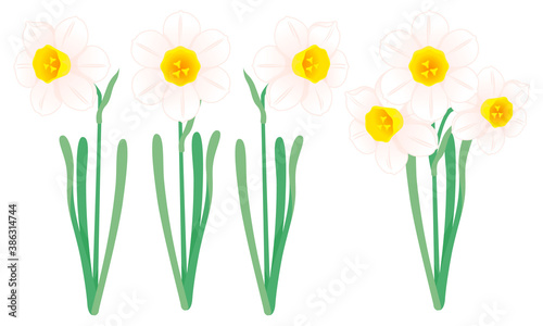 水仙の花のイラスト／Narcissus flower illustration