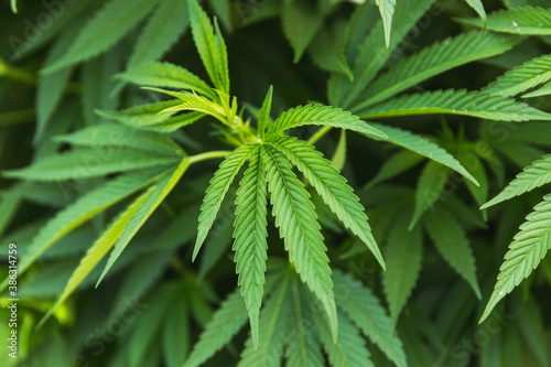 Fototapeta Naklejka Na Ścianę i Meble -  Cannabis Leaves Details at Outdoor Cannabis Farm