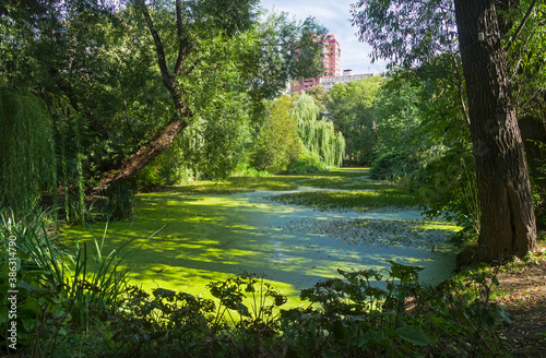 An old overgrown pond in the park photo