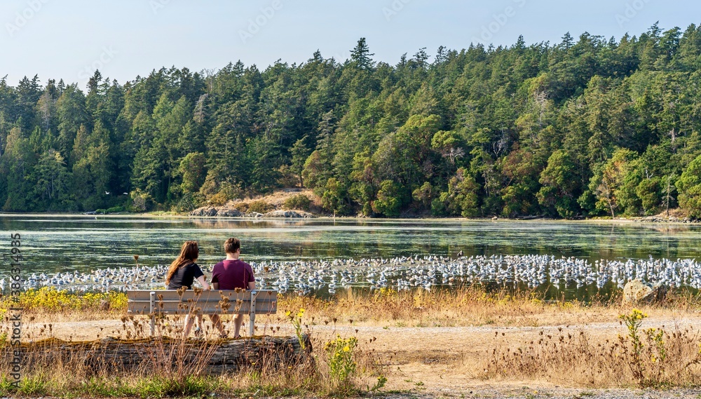 Fototapeta premium Couple watching the white birds and ducks at Esquimalt Migratory bird area, Colwood, Greater Victoria, Vancouver Island, British Columbia, Canada