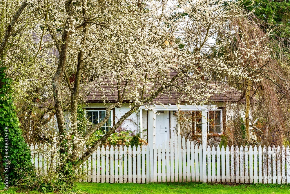 Small country cottage with white blossoms all over 