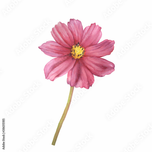 Branch with pink flower of cosmea (Cosmos bipinnatus, Mexican aster, garden cosmos). Watercolor hand drawn painting illustration isolated on white background. © arxichtu4ki