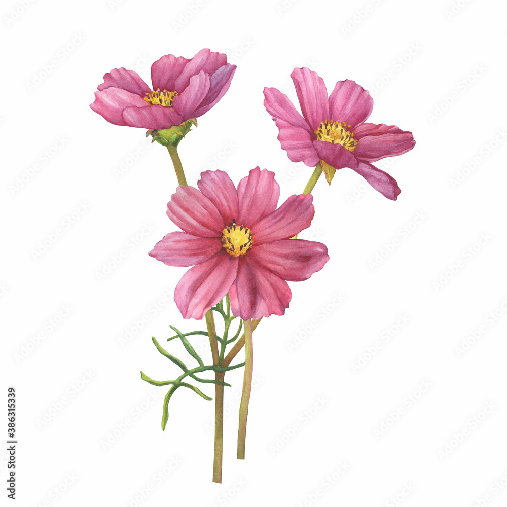 Bouquet with pink flower of cosmea (Cosmos bipinnatus, Mexican aster, garden cosmos). Watercolor hand drawn painting illustration isolated on white background.