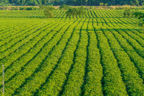 Tea plantation in Huong Son district, Ha Tinh province, Vietnam