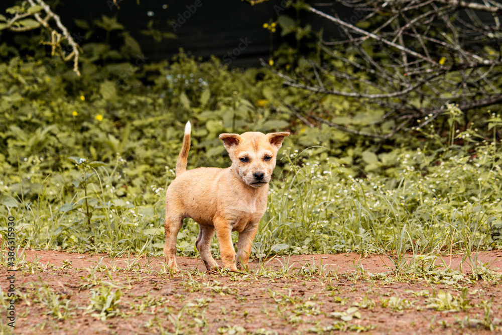 A puppy dog playing in the garden. A puppy dog playing in the garden.