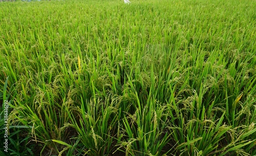 Close-up of green rice fields, Sunny weather background.