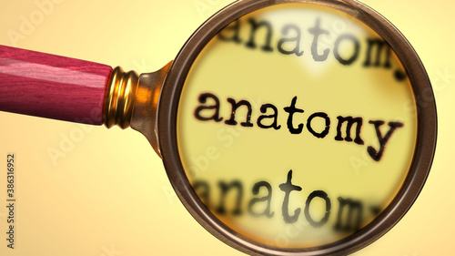 Examine and study anatomy, showed as a magnify glass and word anatomy to symbolize process of analyzing, exploring, learning and taking a closer look at anatomy, 3d illustration