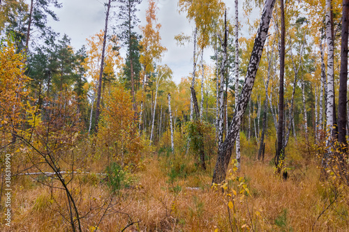 Section of the autumn mixed forest in overcast weather