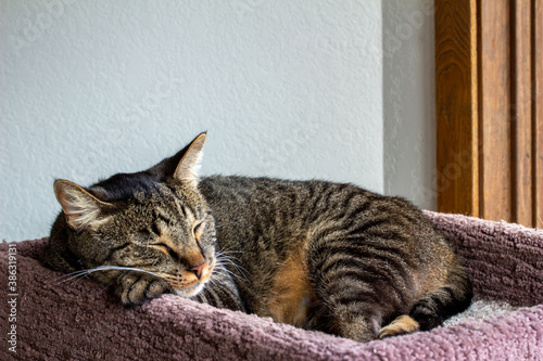 Close up portrait view of a cute gray striped domestic shorthair tabby cat relaxing in a cat tree