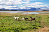 Horses on Lago argentino in El Calafate, Patagonia, Argentina