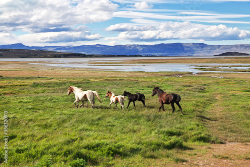 Horses on Lago argentino in El Calafate, Patagonia, Argentina © Sergey