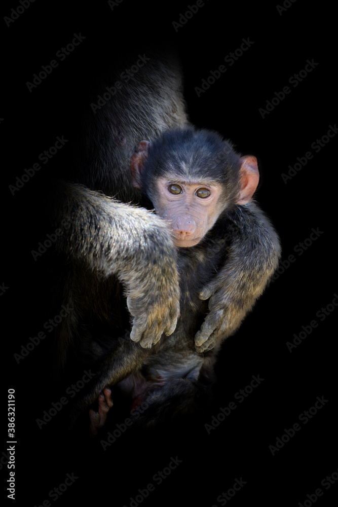 Monkey isolated on black background Monkey isolated on black background