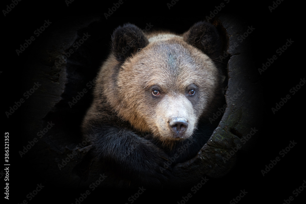 Bear isolated on black background