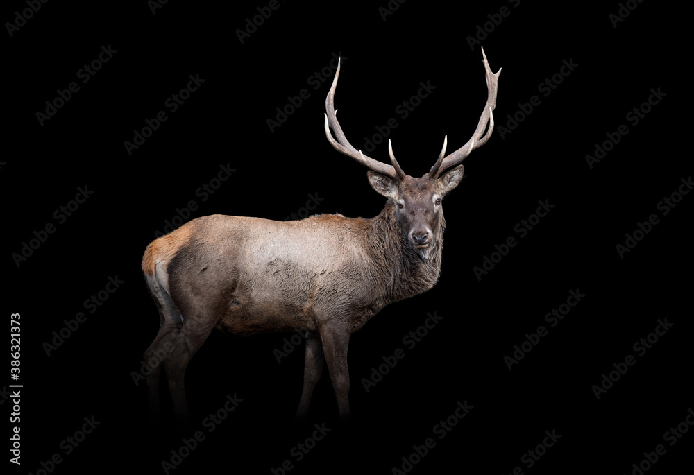 Obraz premium Deer isolated on black background