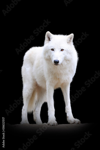 Wolf isolated on black background