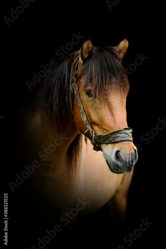 Horse isolated on black background © byrdyak