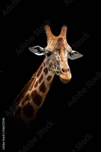 Giraffe isolated on black background
