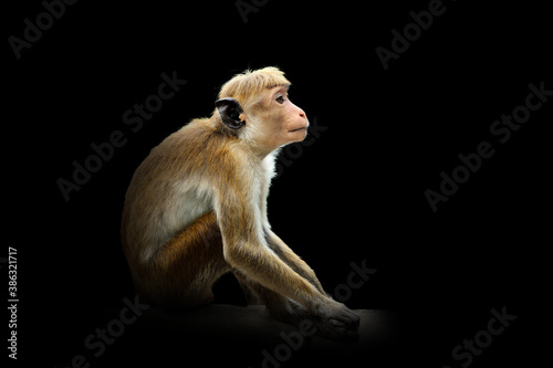 Fototapeta Naklejka Na Ścianę i Meble -  Monkey isolated on black background