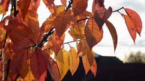 branch with autumn red, orange and yellow cherry leaves on sky background, close up full HD stock video footage in real-time with copy space
