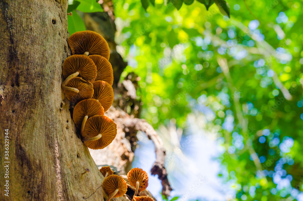 Brown Fungi is Growth on Top of Tree in the Tropical Forest. Brown Fungi is Growth on Top of Tree in the Tropical Forest.