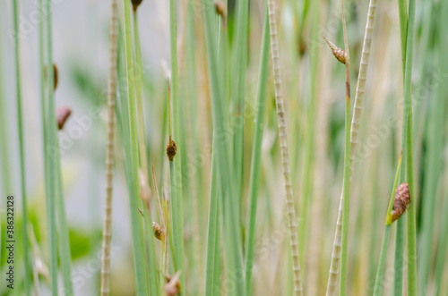 Green Leaf of Sedge Plant in Soft Focus Background.