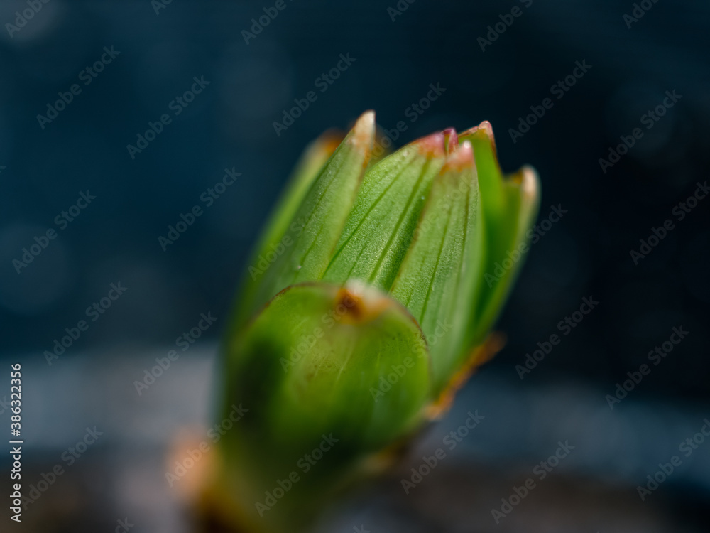 Closeup of a green plant