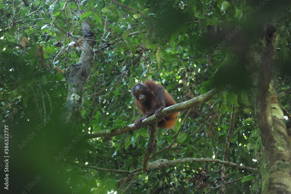 Obraz premium Wild orangutan youngster in natural jungle tropical rainforest in Borneo island, endangered species of mammal