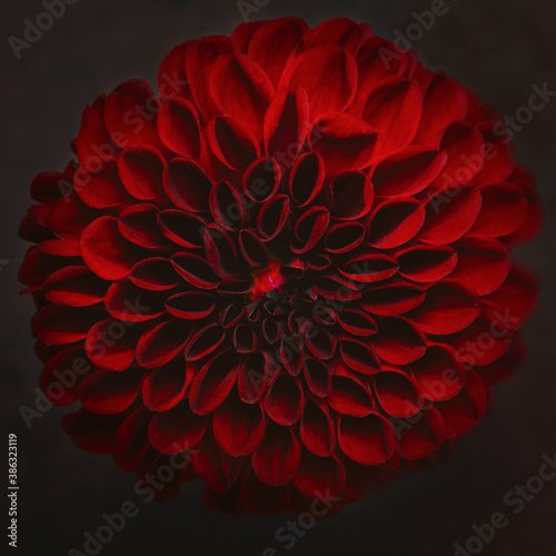 closeup red flower dahlia on dark background 
